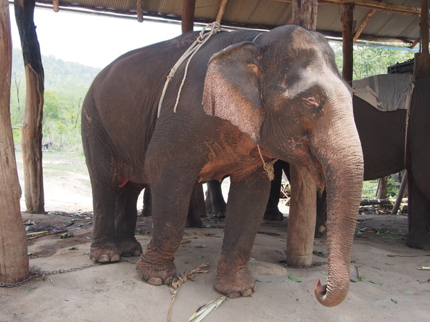 karen-elephant-camp-pai-2