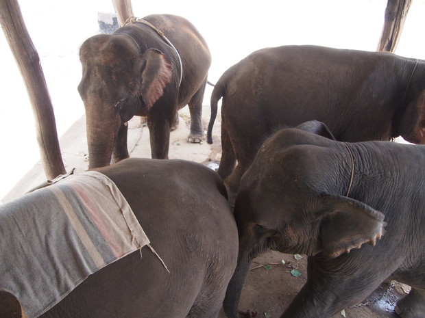 karen-elephant-camp-pai-3