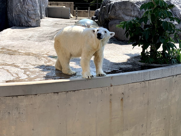 hokkaido-asahiyama-zoo-1