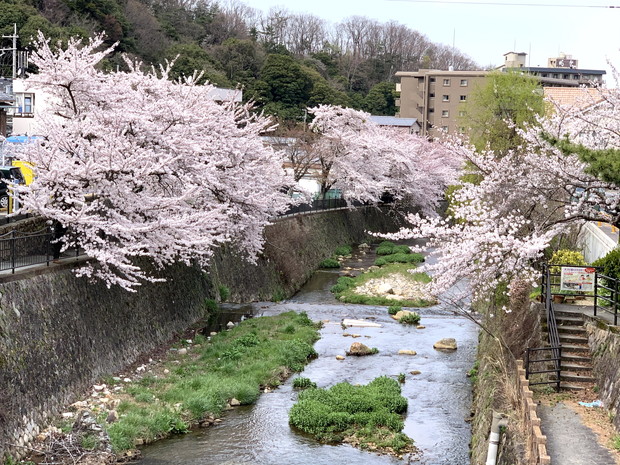 arima-hot-spring-sakura-spots-1