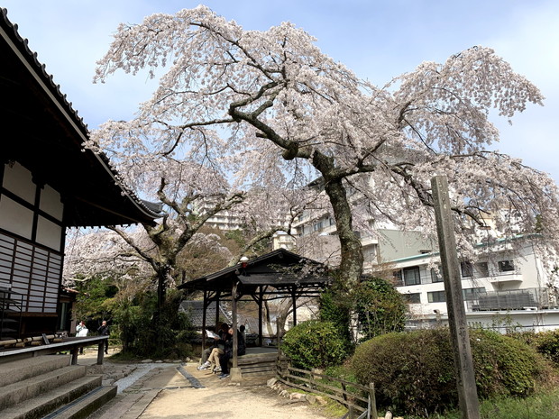 arima-hot-spring-sakura-spots-3