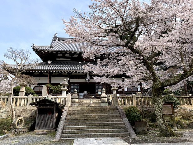 arima-hot-spring-sakura-spots