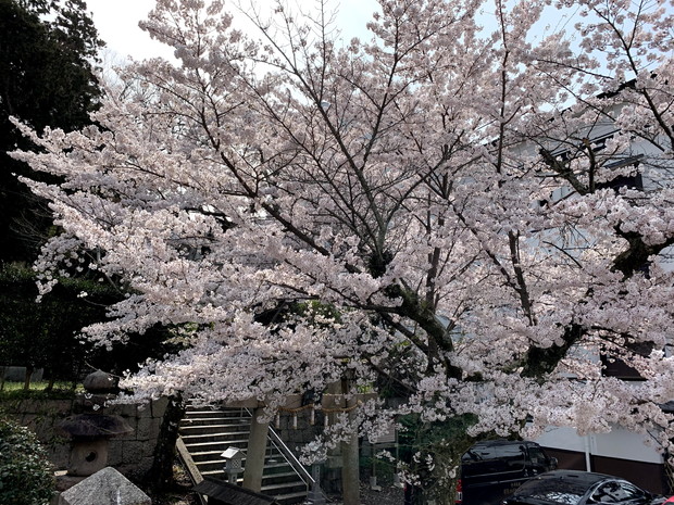 arima-hot-spring-sakura-spots-6