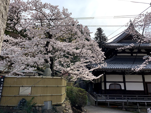 arima-hot-spring-sakura-spots-9