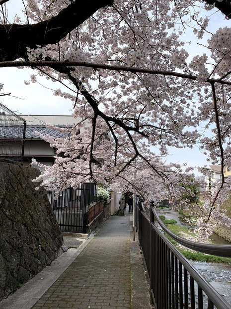 arima-hot-spring-sakura-spots-10