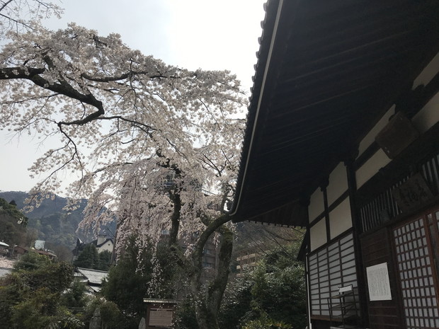 arima-hot-spring-sakura-spots-12