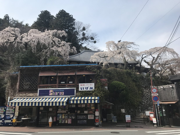 arima-hot-spring-sakura-spots-14