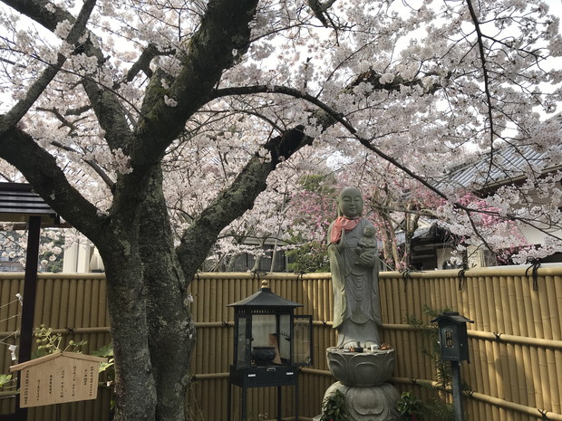 arima-hot-spring-sakura-spots-21