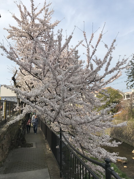 arima-hot-spring-sakura-spots-26